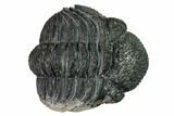 Bargain, Enrolled Drotops Trilobite - About Around #171565-5